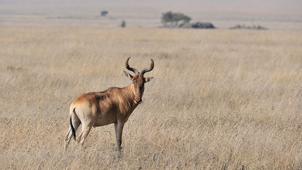 Coke's Kuhantilope (Kongoni)
Serengeti, Wandamu Kopjes
3107