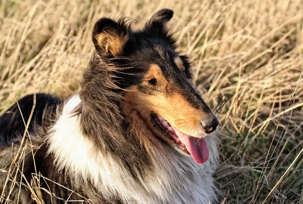 Collie