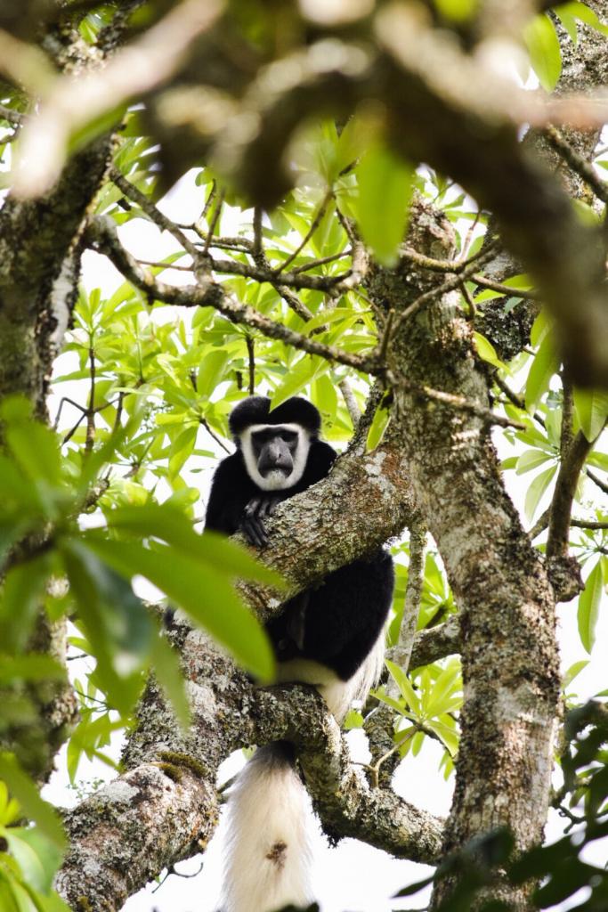 Colobus Arusha Nationalpark