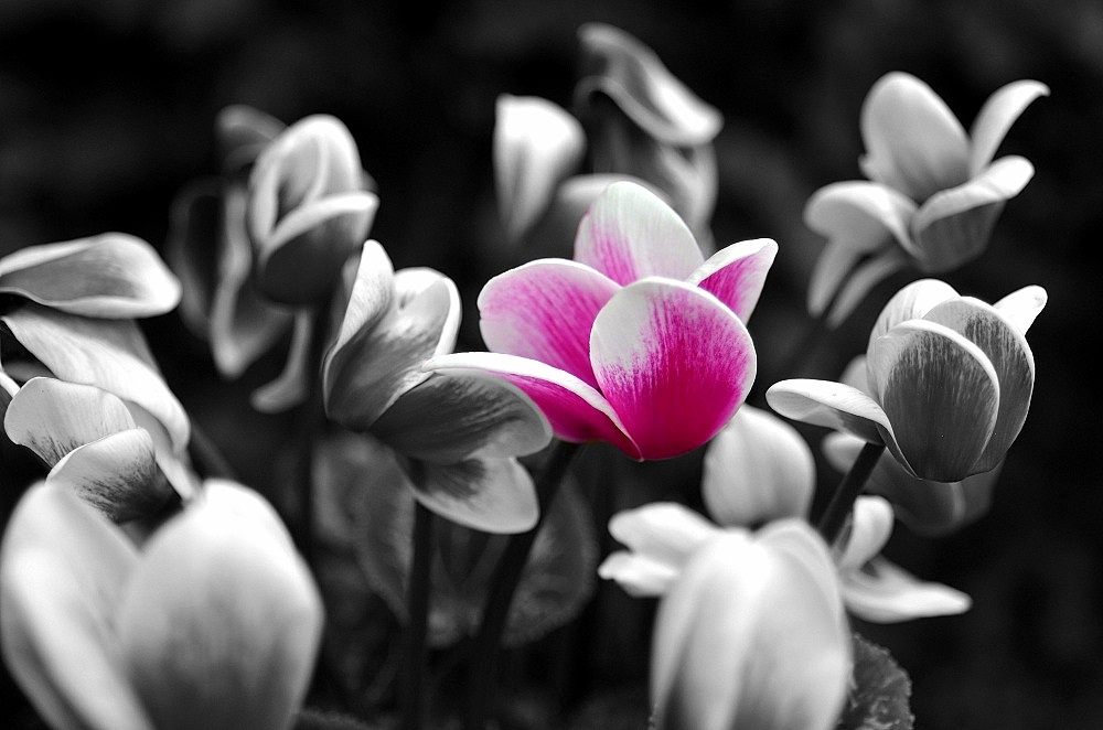 color Blume1000
