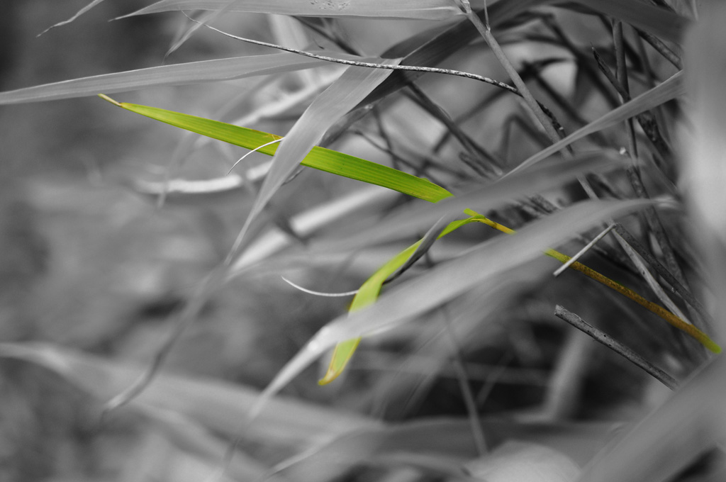 Colorkey Bambus