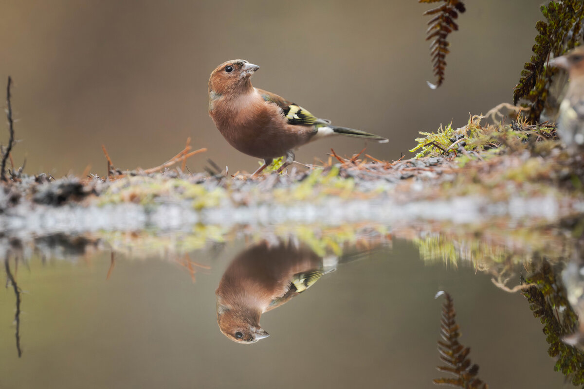 Common Chaffinch 2.jpg
