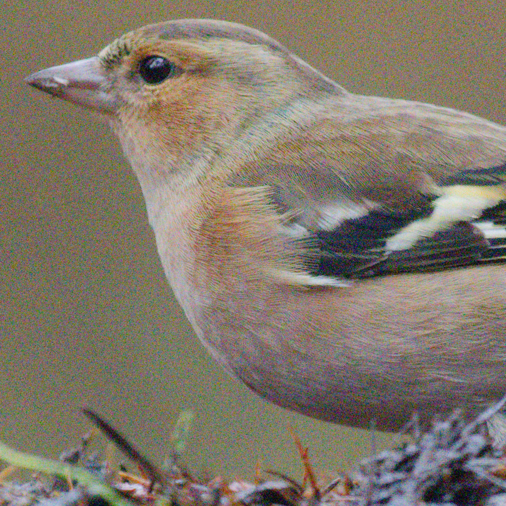 Common Chaffinch OM-1ii_no_NR.jpg