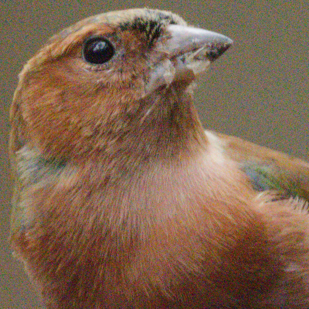 Common Chaffinch Z8_no_NR.jpg