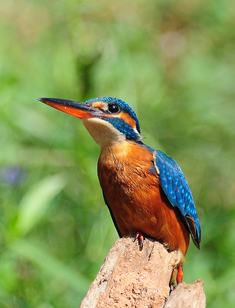 Common Kingfisher