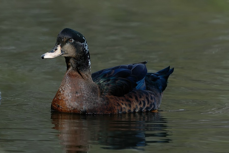 comp Übach 132
