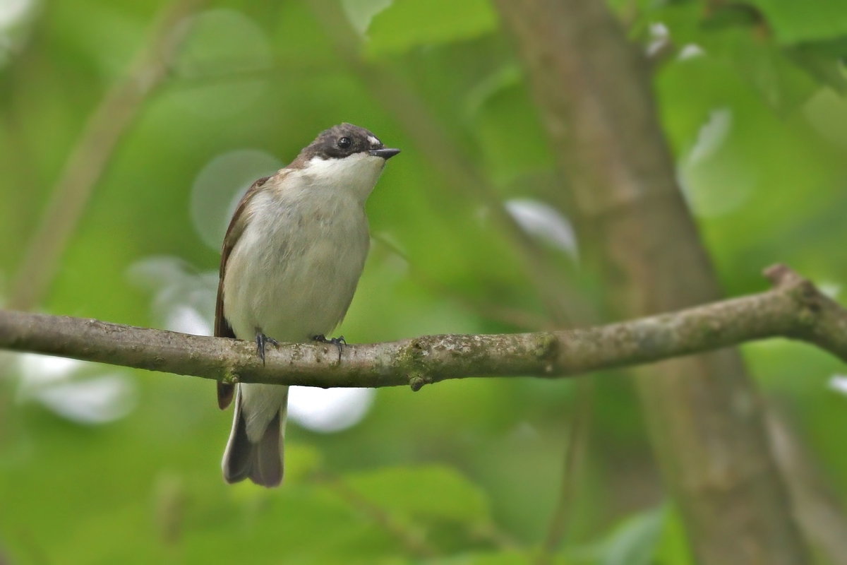 comp 11