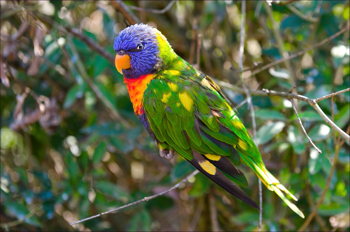 comp 16355   Vogelpark Marlow