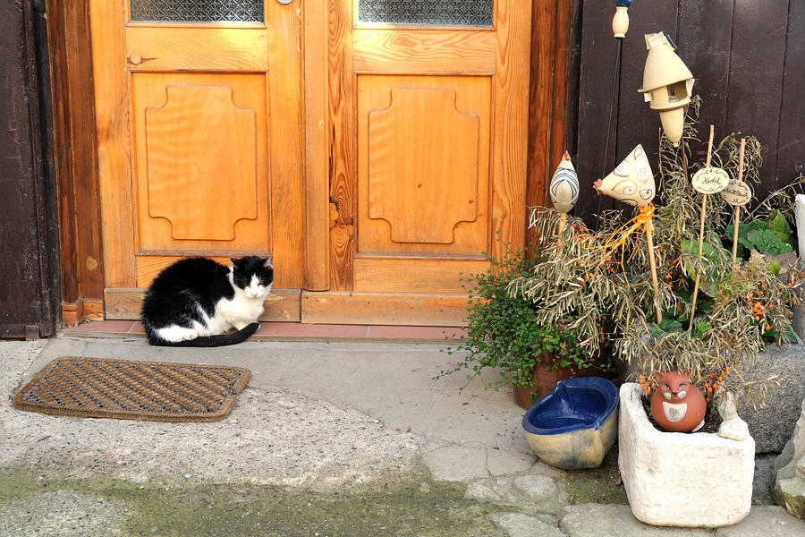 comp 2 Katzen