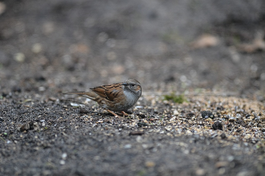 comp 2