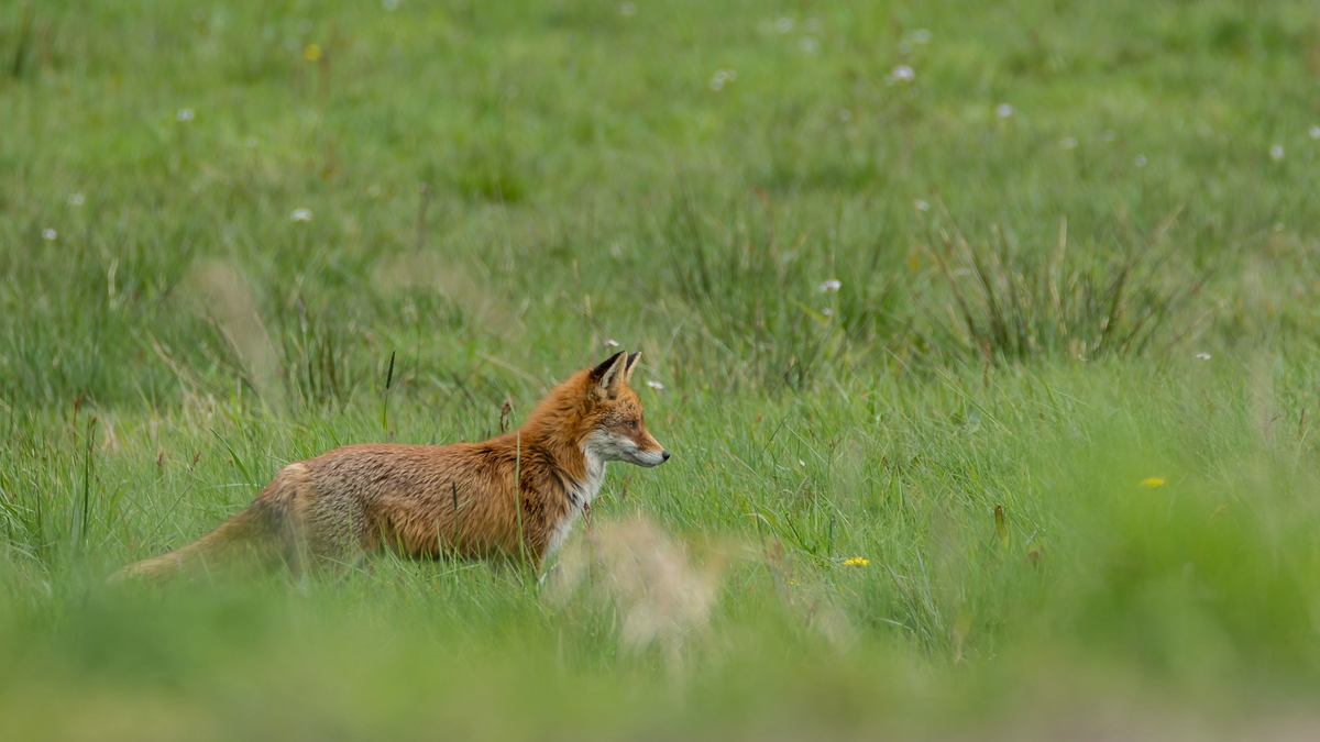 comp 20160430 DSC 4243 2