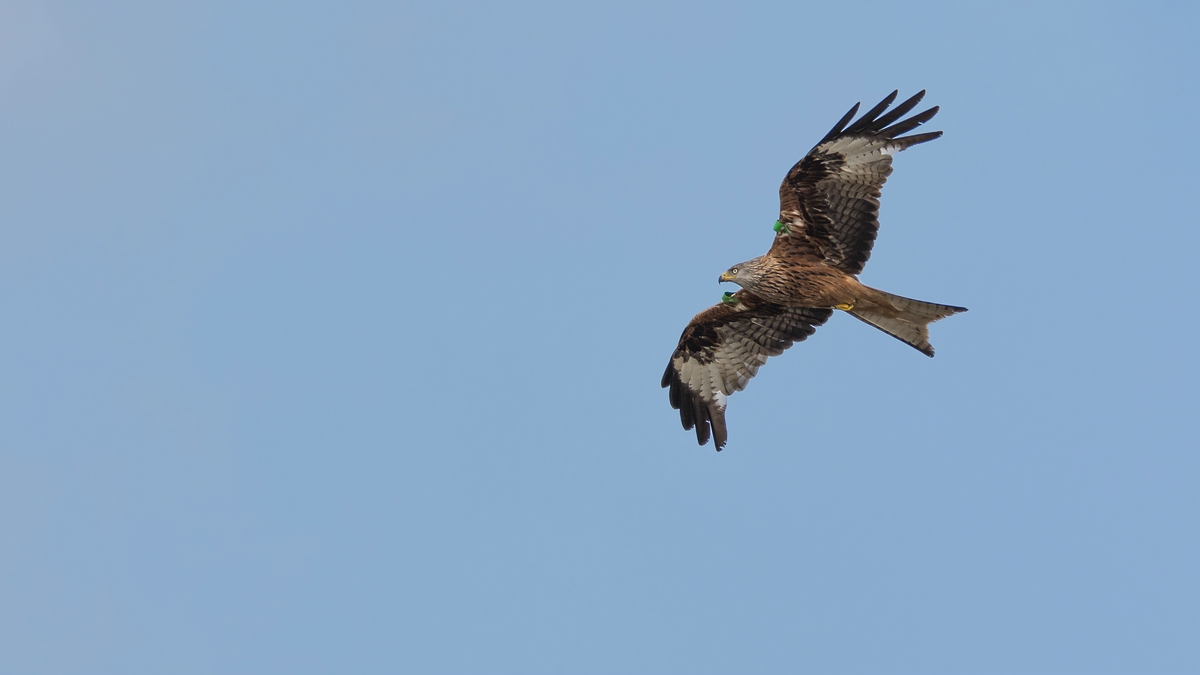 comp 20160629 DSC 4492
