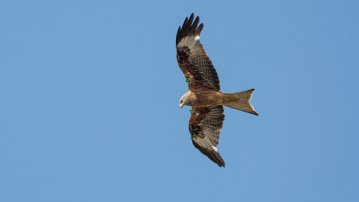 comp 20160629 DSC 4526