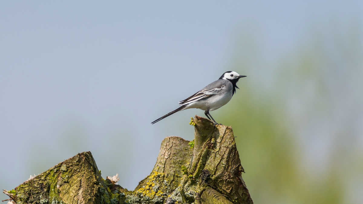 comp 20170514 DSC 5699