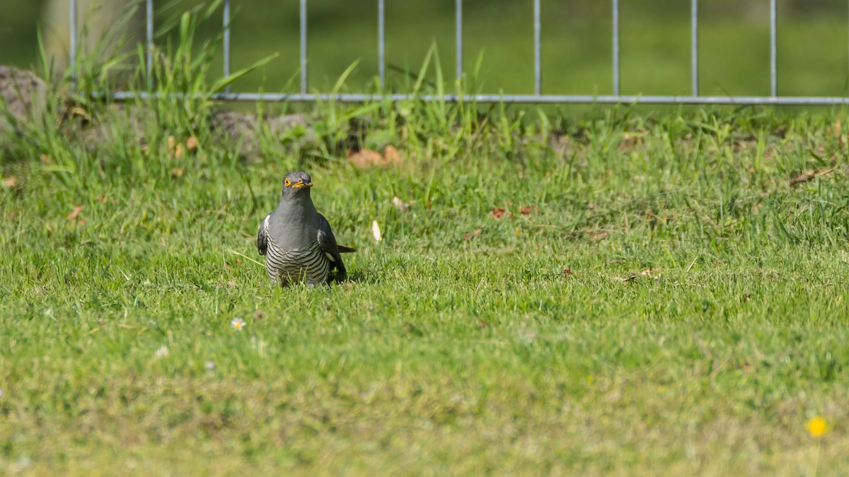 comp 20170515 DSC 5777