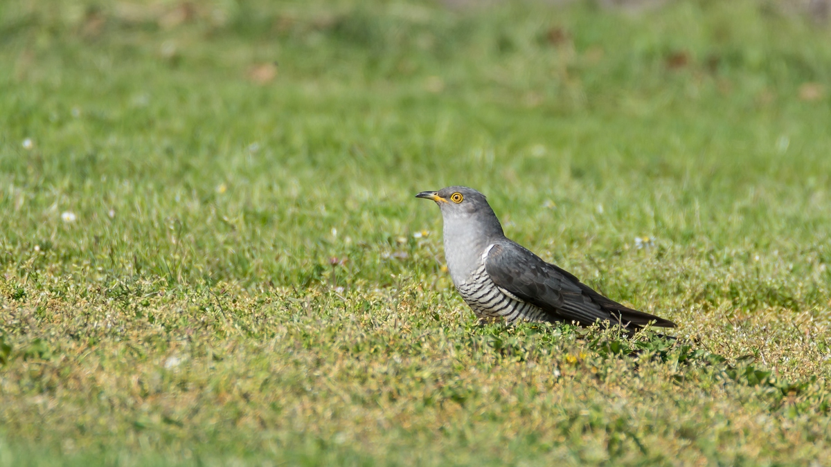 comp 20170515 DSC 5781