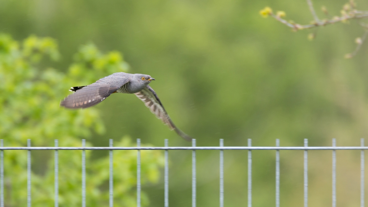 comp 20170516 DSC 5794