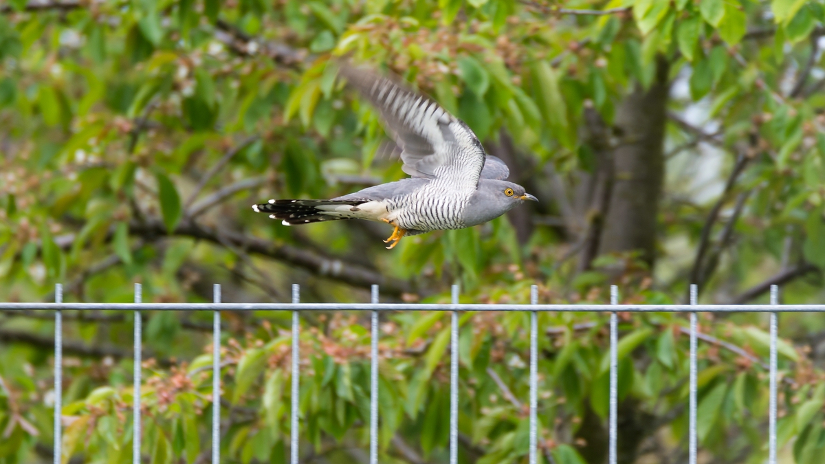 comp 20170516 DSC 5800