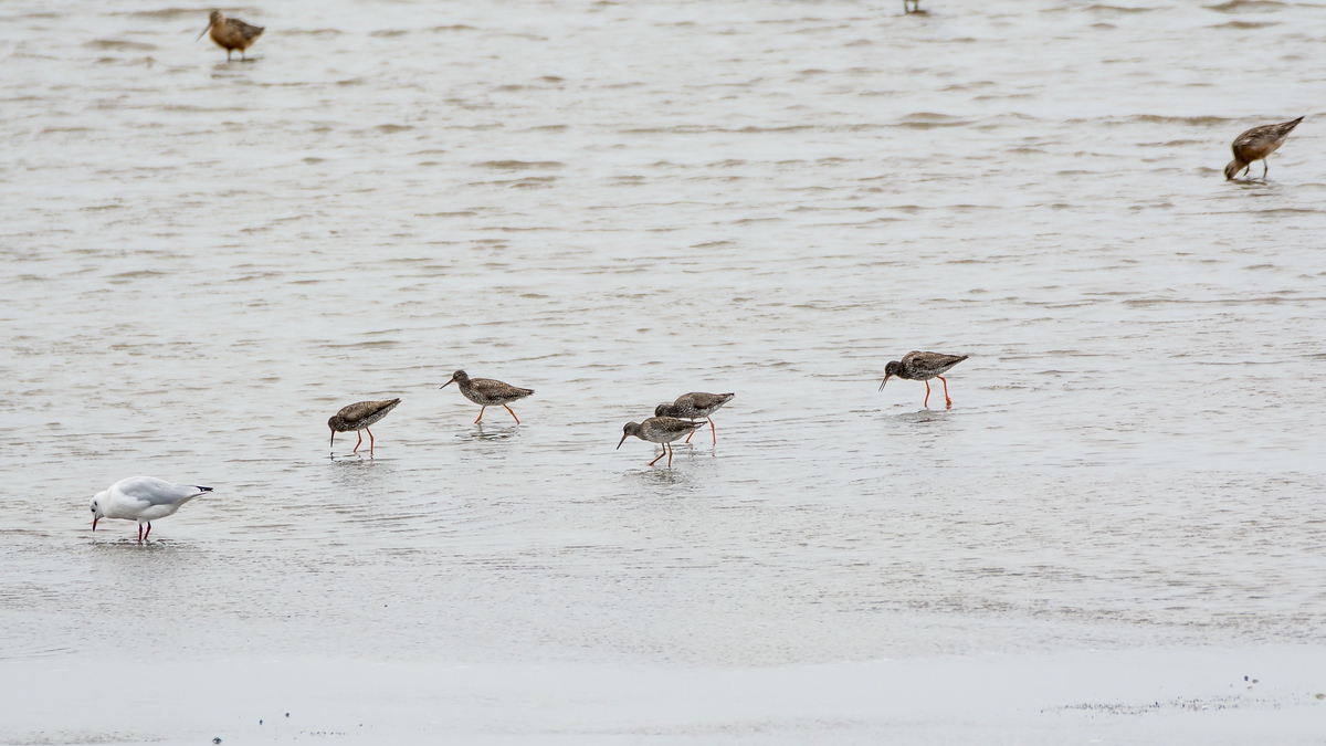 comp 20170817 DSC 6139