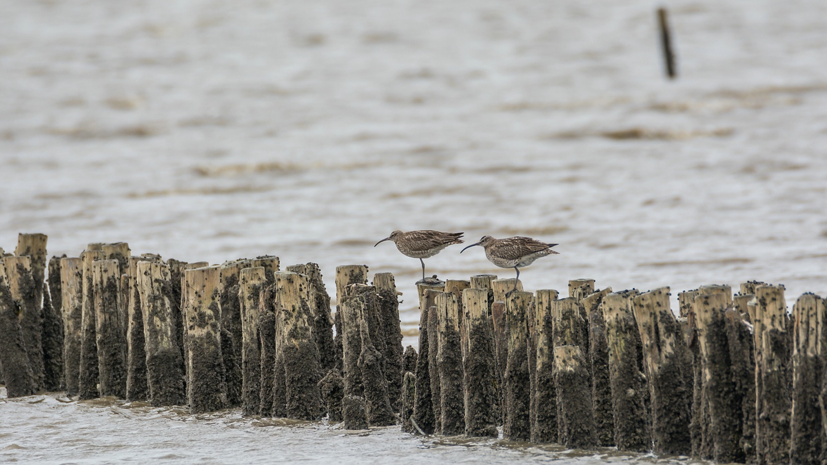 comp 20170817 DSC 6148