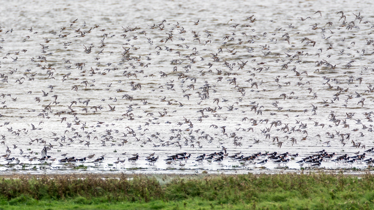 comp 20170819 DSC 6161