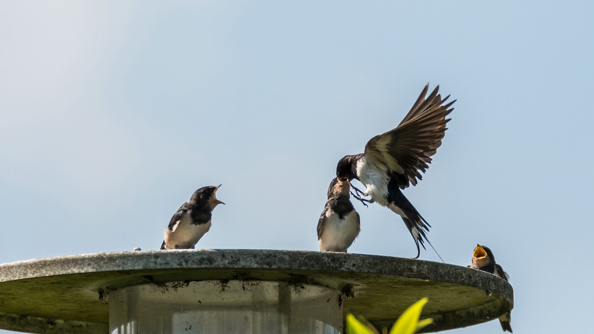 comp 20170823 DSC 0418