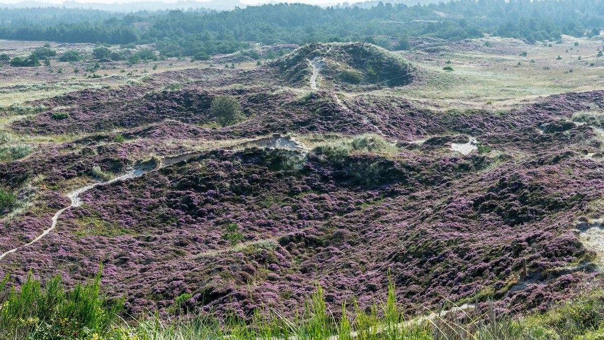 comp 20170823 DSC 6199