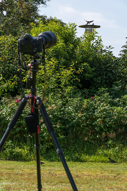 comp 20170823 DSC 6206