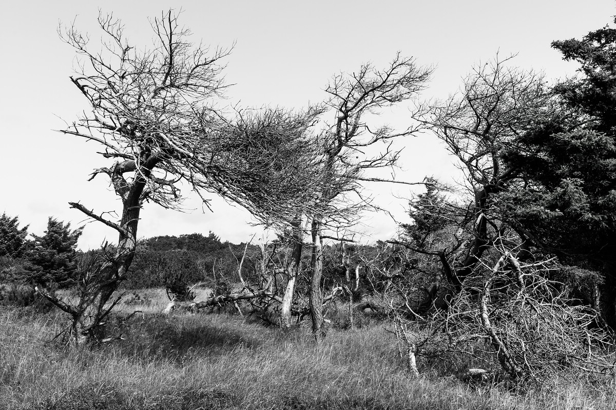 comp 20170825 DSC 6230 Bearbeitet