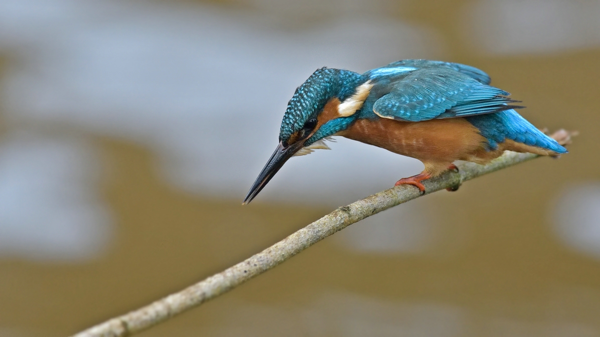 comp 35