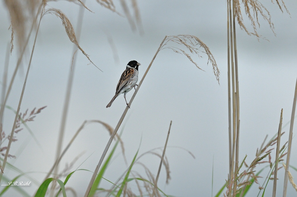 comp 3DSC 1750