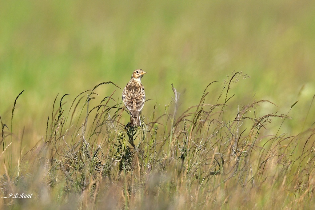 comp 3DSC 2762
