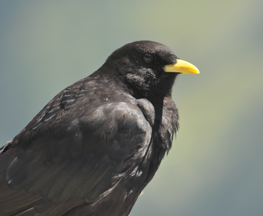 comp Alpen 064