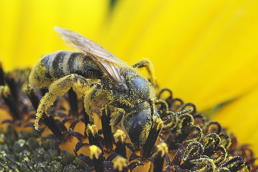 comp biene auf sonnenblume1   Kopie