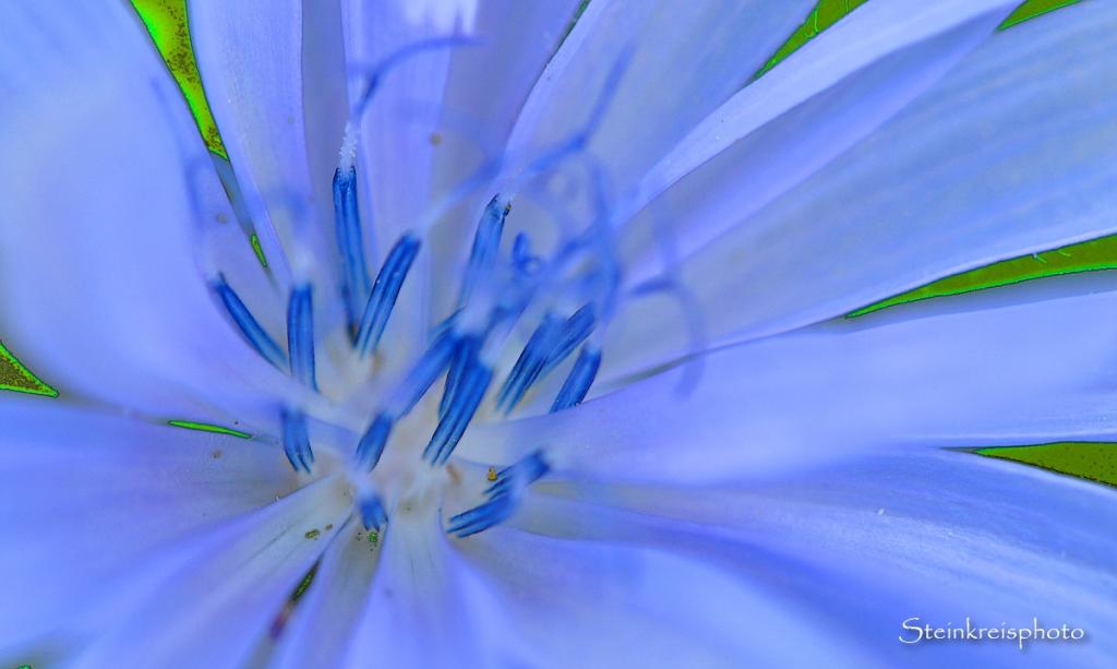 comp Blau
