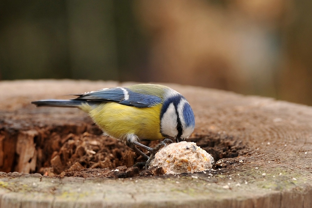 comp Blaumeise 2