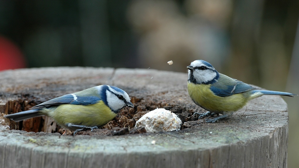 comp Blaumeisen