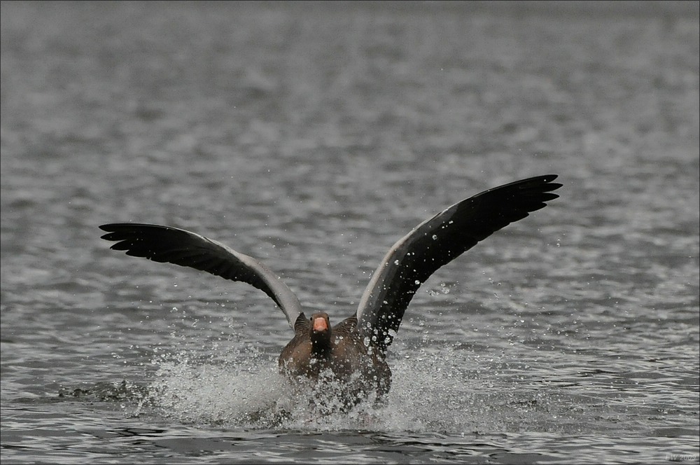 comp Bramfelder See  0237
