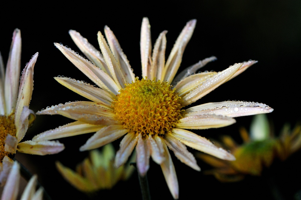 comp chrysantheme 3224