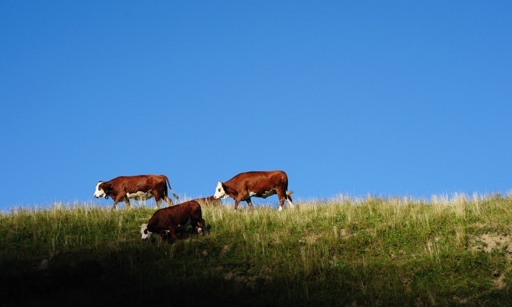 comp cows 98