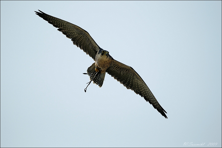 comp D30 6837 DxO raw 2