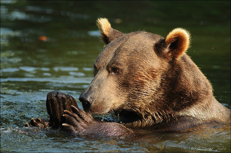 comp D31 1958