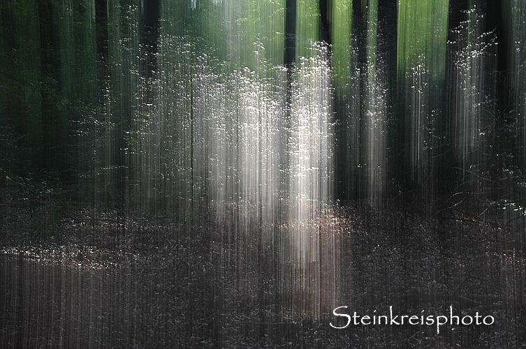 comp Der Geist der Bäume