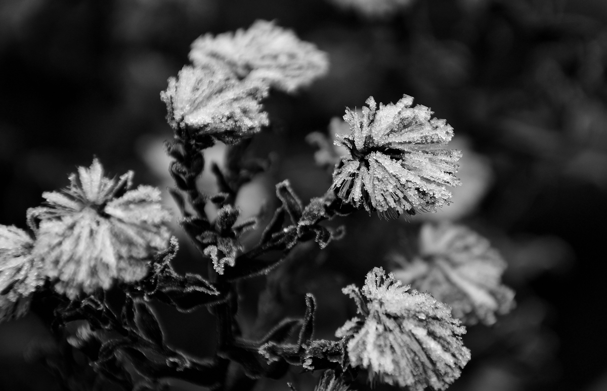 comp DSC 0001