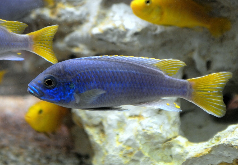 comp DSC 0046