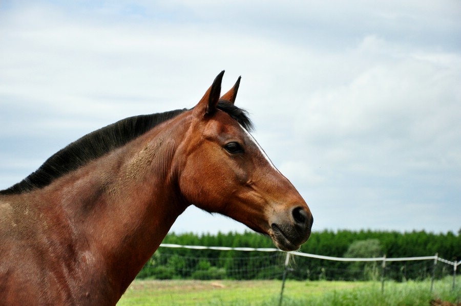 comp DSC 0083