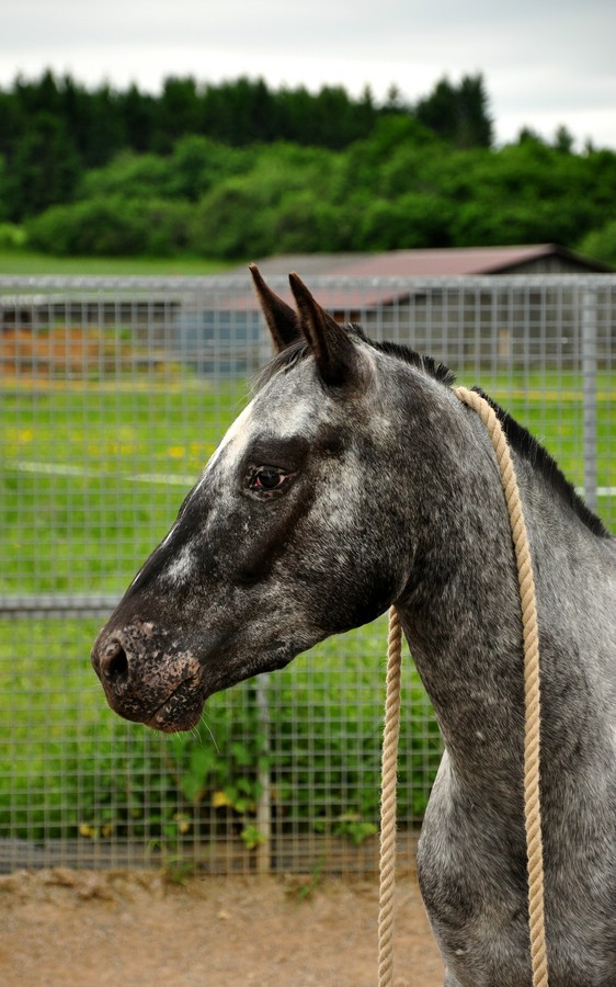 comp DSC 0090