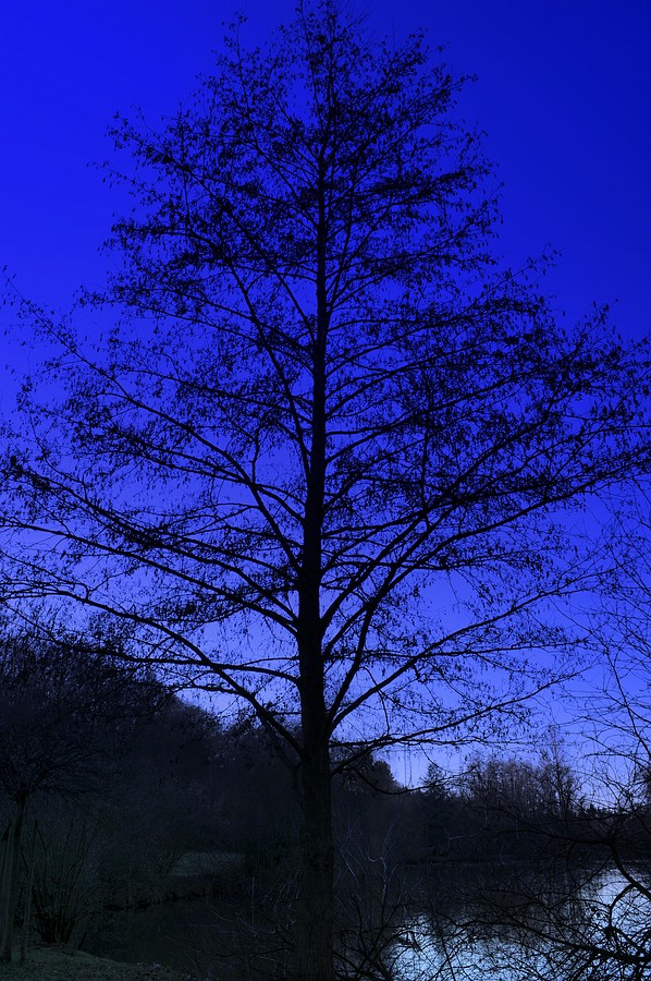 comp DSC 0244