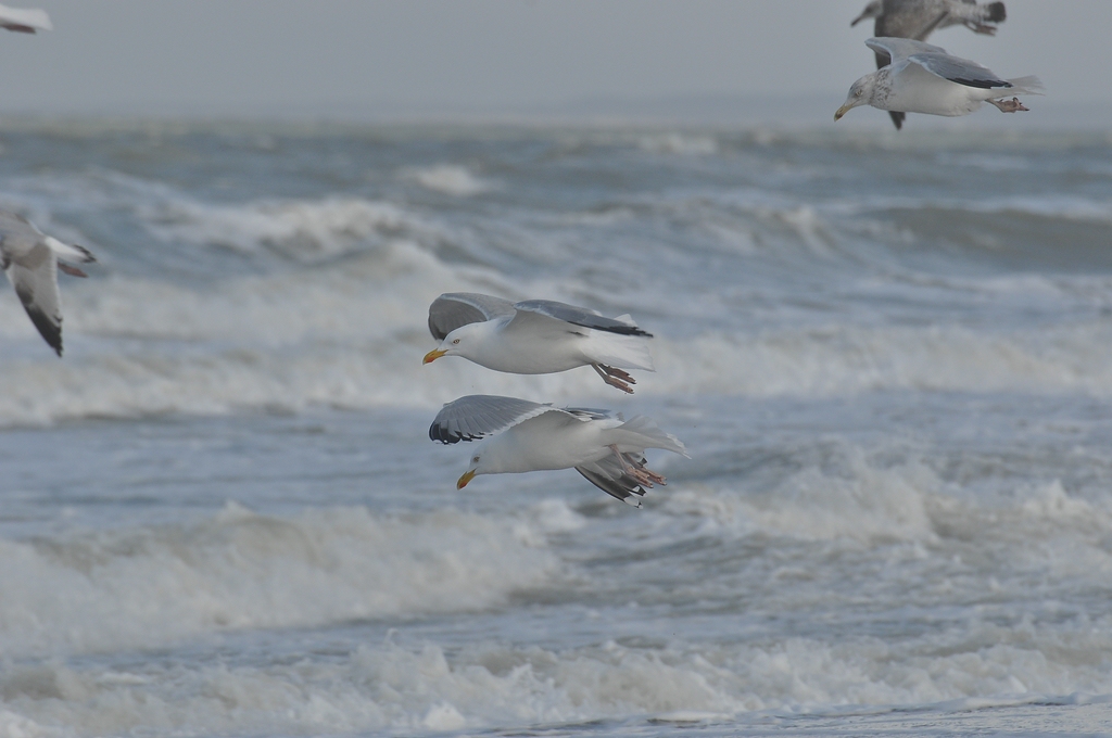 comp DSC 0274