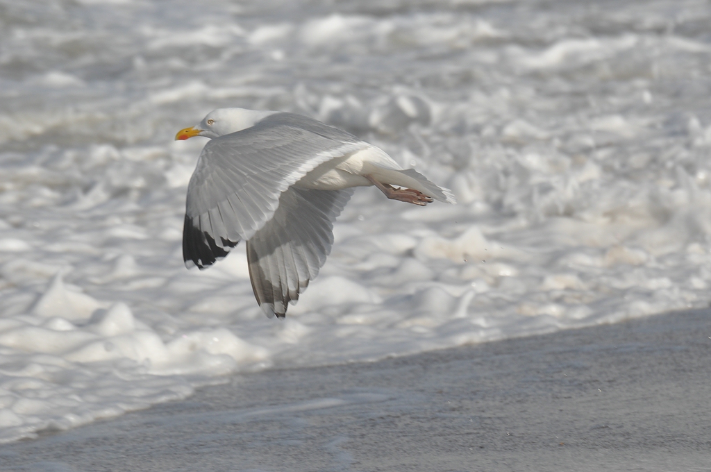 comp DSC 0358